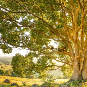tree